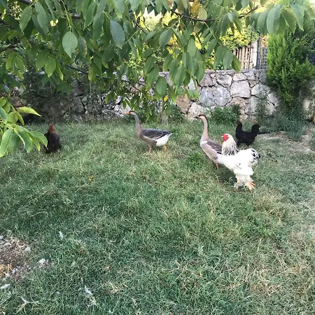 Appartamento Ciftlik Sapanca